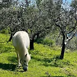Na Kmetiji S Konji - Pogelsek Апартаменты Анкаран