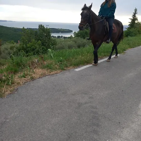Na Kmetiji S Konji - Pogelsek Ankaran
