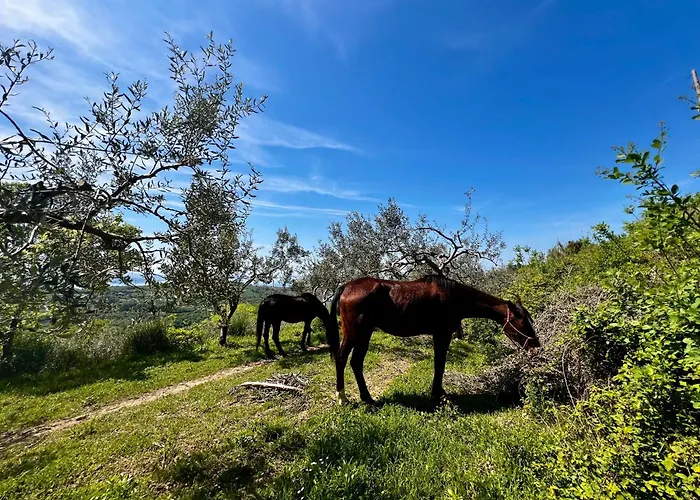Na Kmetiji S Konji - Pogelsek * Ankaran